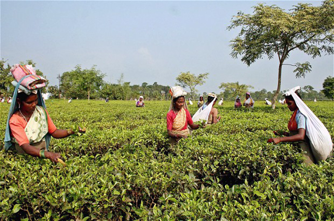 Assam is the largest tea growing region in the world, yet it accounts for the largest number of maternal deaths in India [Reuters]