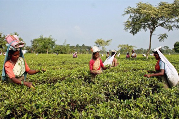 Assam tea production