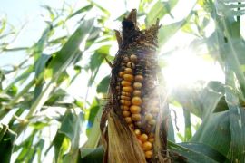 Biofuels  made from corn and other foodstocks compete for land and water, putting added stress on scarce resources [AP]