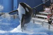 "In 1991, Tilikum killed trainer Keltie Byrne. On February 24, 2010, Tilikum brutally attacked and killed veteran SeaWorld Orlando whale trainer Dawn Brancheau," writes Rose Aguilar [Reuters]