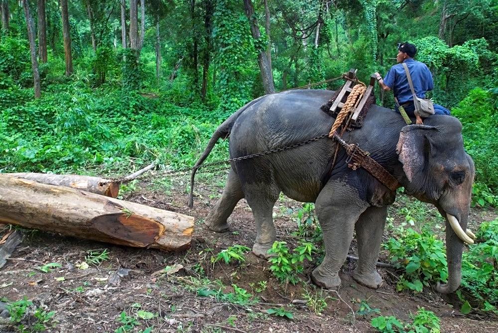 Elephant Stereoview Burma Rangoon Lumber Yard Laborers Workers Moving Logs F164 