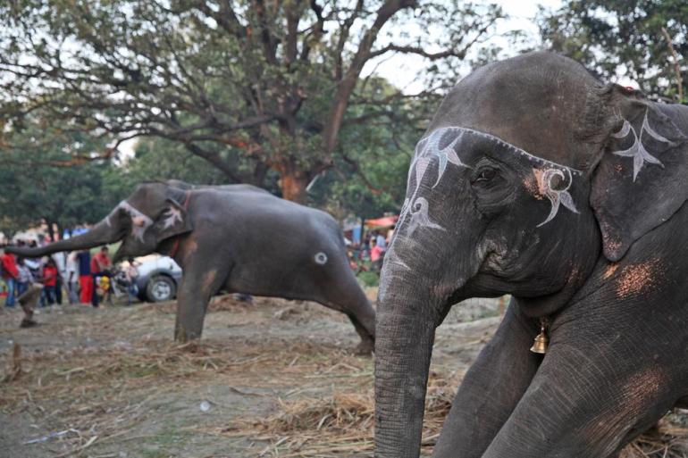 In pictures: Asia's largest animal fair | Gallery | Al Jazeera
