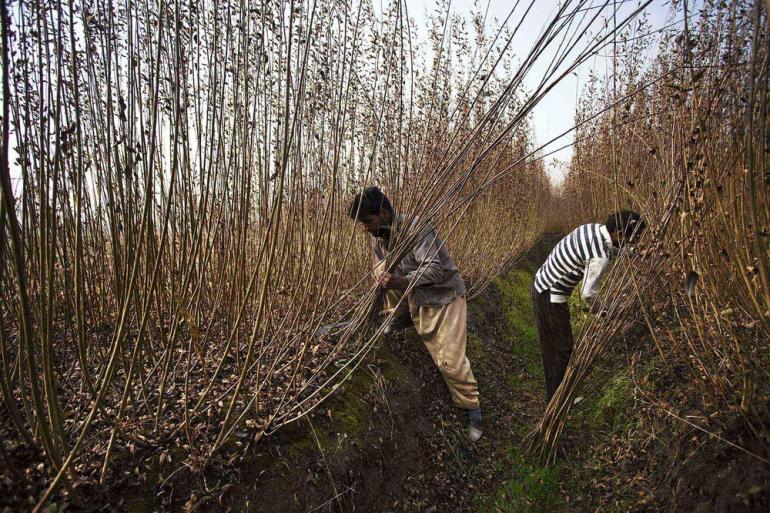Kashmiri men harvest wicker sticks used in making kangris on the outskirts of Srinagar in Indian-administered Kashmir. The kangri is a traditional fire-pot used by people to keep them warm during harsh winters.