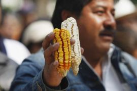 Mexico is the 'centre of origin' for maize [Reuters]