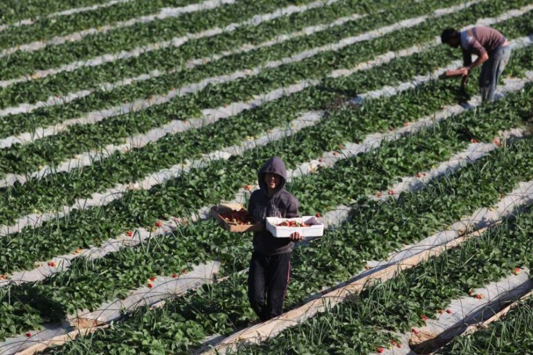 Strawberry cultivation in Gaza