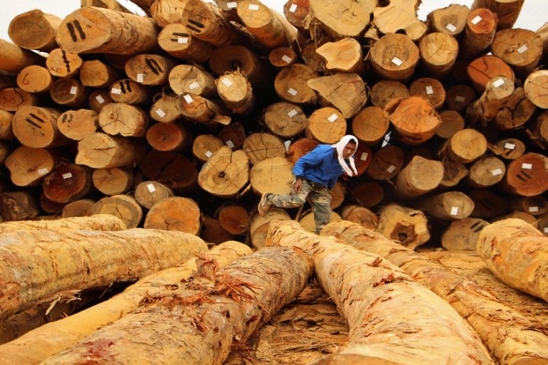Timber harvested in Malaysia