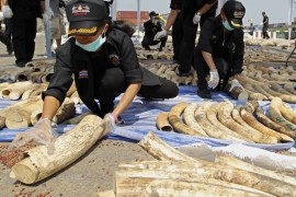 Thai customs officers check confiscated smuggled African elephant tusks during a press conference at the Port Authority of Thailand in Bangkok, Thailand in 2015 [Al Jazeera]
