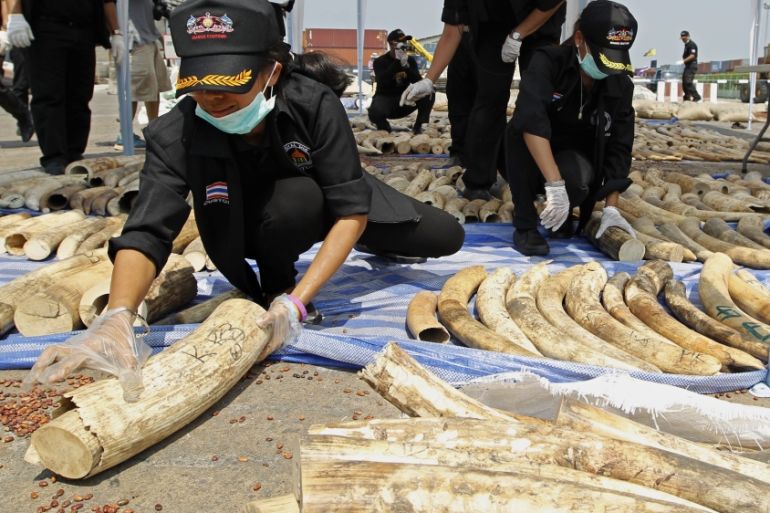 Thai Customs arrest four thousands kilograms of 739 smuggling elephant ivory tusks from Congo