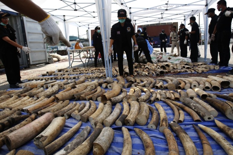 Thailand Ivory trade bust confiscation