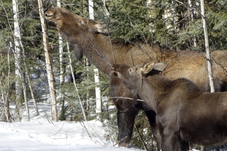 Moose cow and calf, Alaska