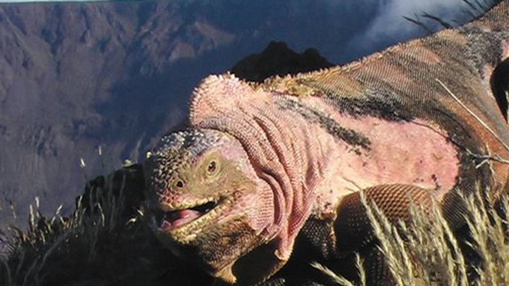 The mountain is home to the only population of pink iguanas in the world [File: Gabriele Gentile]  