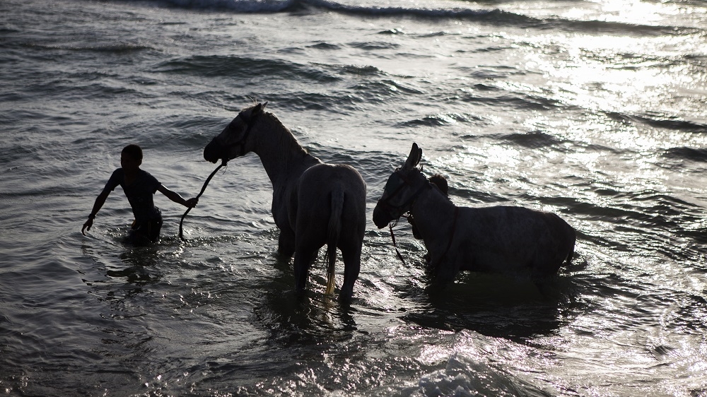 After a long working day horses and donkeys get a bath in the sea [Edmée van Rijn/Al Jazeera]