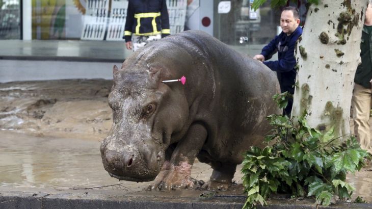 A man directs a hippopotamus after it was shot with a tranquilizer dart at a flooded street in Tbilisi