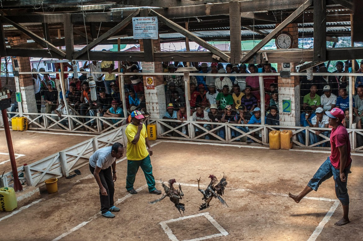 cockfighting in Madagascar/ DO NOT USE/ RESTRICTED