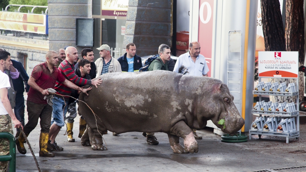 People helped a hippopotamus which escaped from a flooded zoo in Tbilisi [AP]