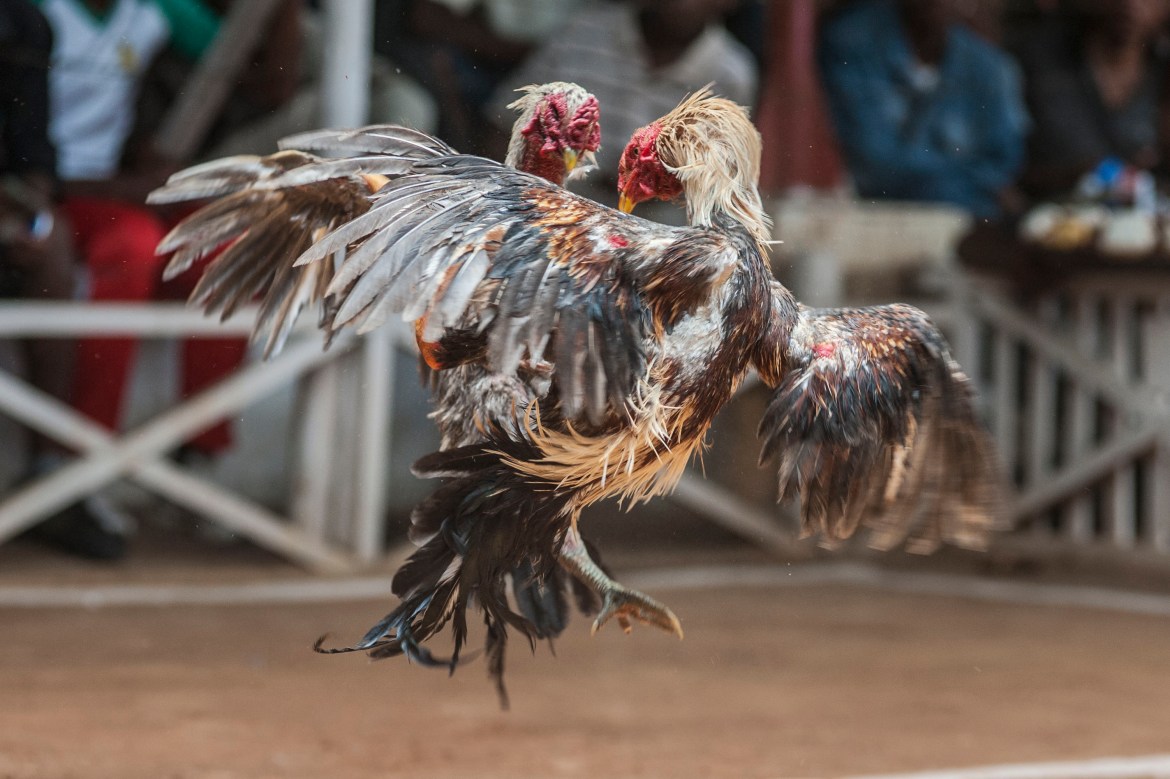 cockfighting in Madagascar/ DO NOT USE/ RESTRICTED