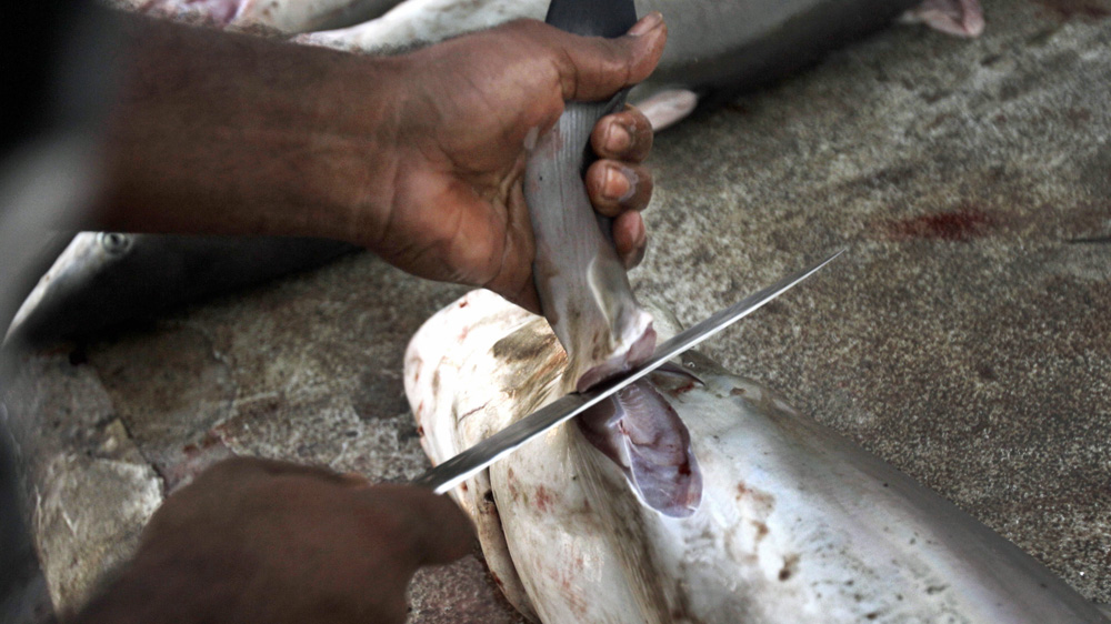 Fishermen across the globe kill as many as 70 million sharks each year for their fins, which can sell for $700 for 450 grams [AP]
