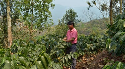 A farmer tends to his coffee plants in Yunnan province [Gaspard Xu/Al Jazeera] 