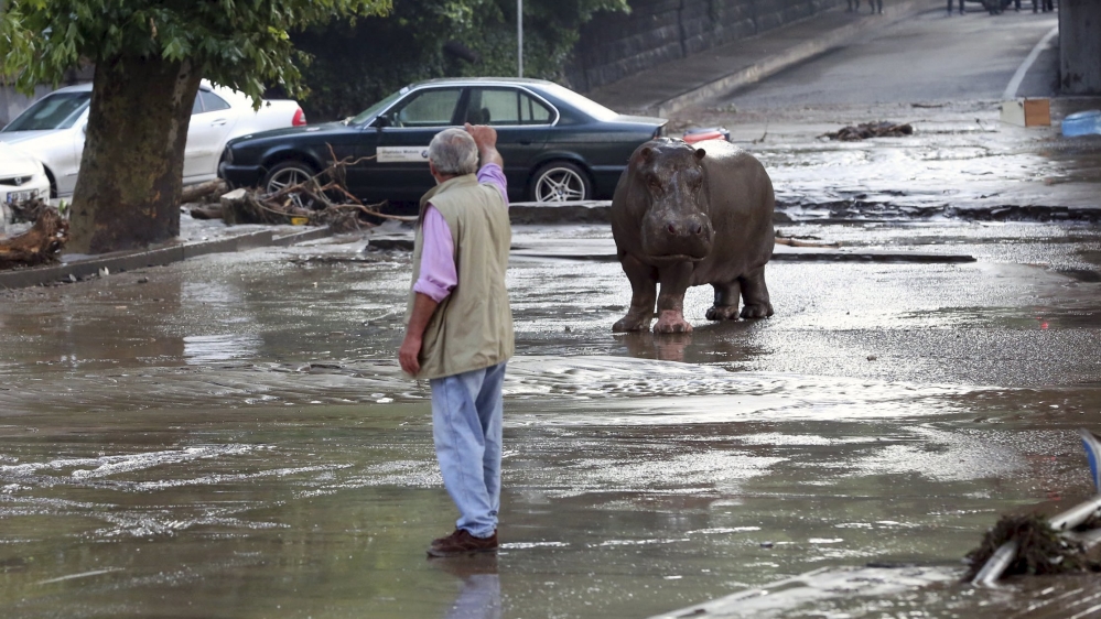 A man gestured to a hippopotamus on a flooded street in Tbilisi, Georgia [Reuters]