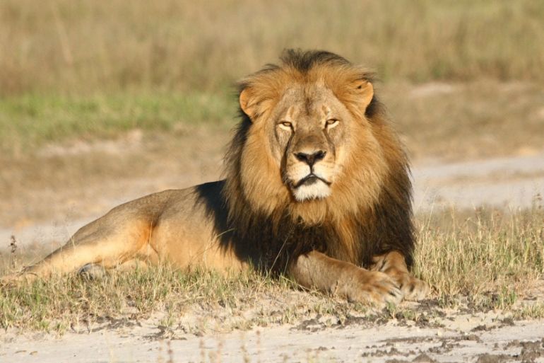 Cecil the Zimbabwe lion