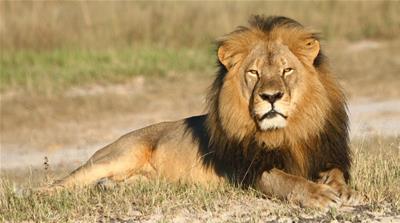 Cecil was illegally hunted by being lured into the kill zone, officials say [Andy Loveridge/Wildlife Conservation Research Unit/ AP] 