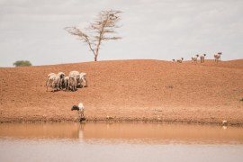 Somaliland drought