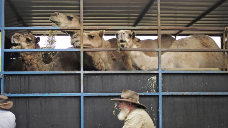 Port Macquarie Camel Safari co-owner Ken Towle and assistant Dennis Sinclair pack up their truck following a camel safari alongside the Pacific Ocean on Lighthouse Beach