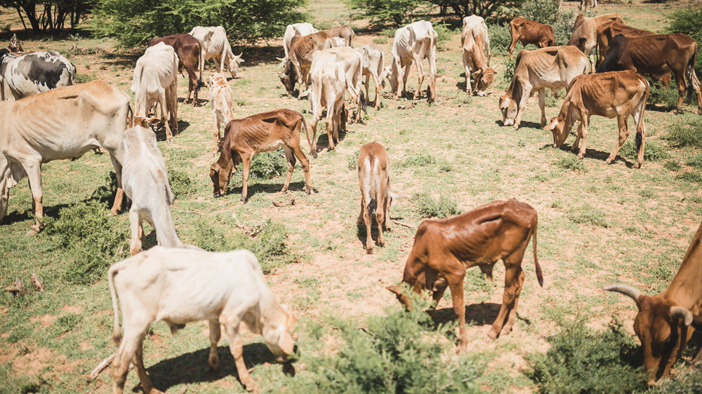 Underfed cattle moving from Somaliland's western region towards the east find respite just south of the capital Hargeisa in early June after a 16 day journey with very little grass in between. [Adrian Leversby/Awr Productions/Al Jazeera]