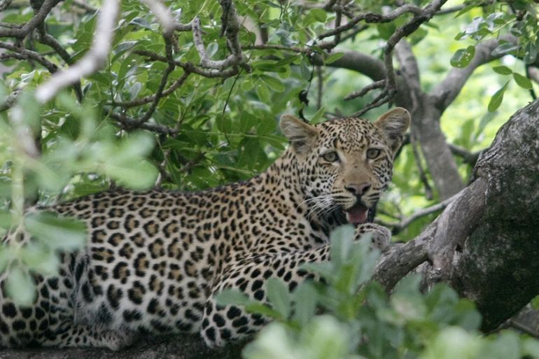 Leopard South Africa Kruger Park