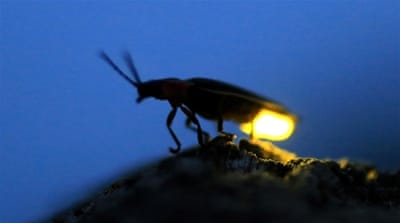 A chemical process in the firefly's abdomen makes it light up [AP]