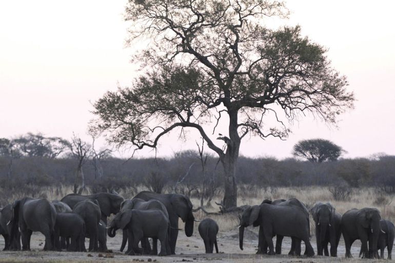 Zimbabwe Poaching