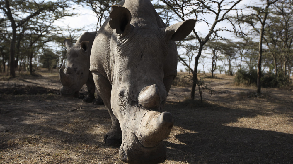 Southern white female rhinos inside a sanctuary at the Ol Pejeta conservancy in Kenya [Daniel Irungu/EPA]