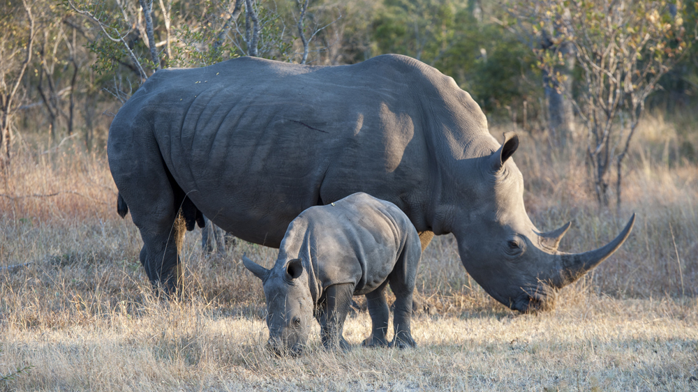 This year, for the first time, poaching deaths and natural mortality have overtaken births for rhinoceros worldwide [Wolfgang Kaehler/LightRocket via Getty Images]