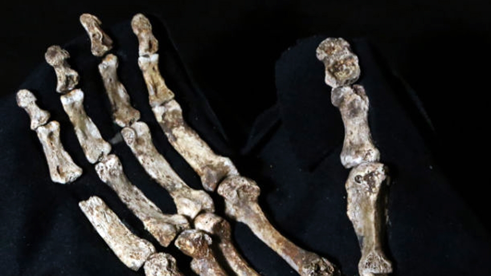 Homo naledi fossil fragments [University of Witwatersrand]