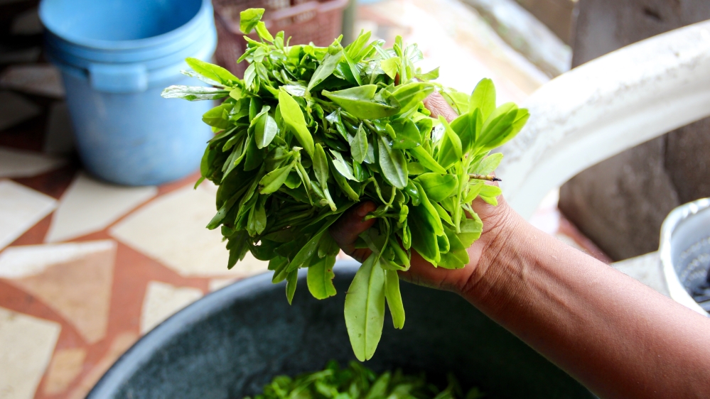 The vegetative abundance of this tropical region is reflected in the dishes cooked at the local restaurants, known as Calabar Kitchens. Pictured here: waterleaf [Femke van Zeijil/Al Jazeera]