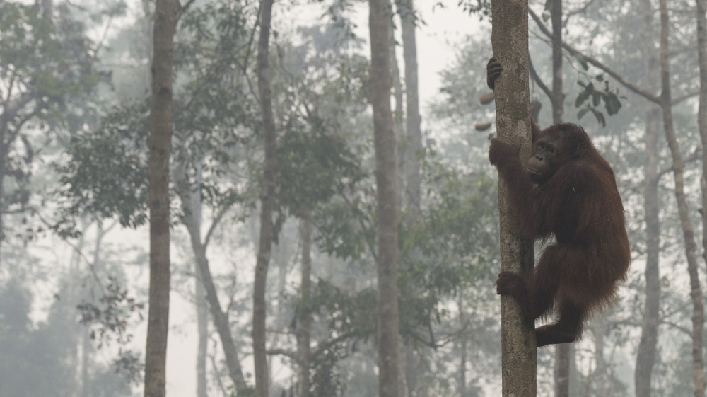 Haze shrouds Borneo Orangutan Survival Foundation in Nyaru Menteng, Indonesia [Reuters]