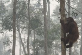 An orangutan climbs a tree as haze shrouds Borneo Orangutan Survival Foundation in Nyaru Menteng