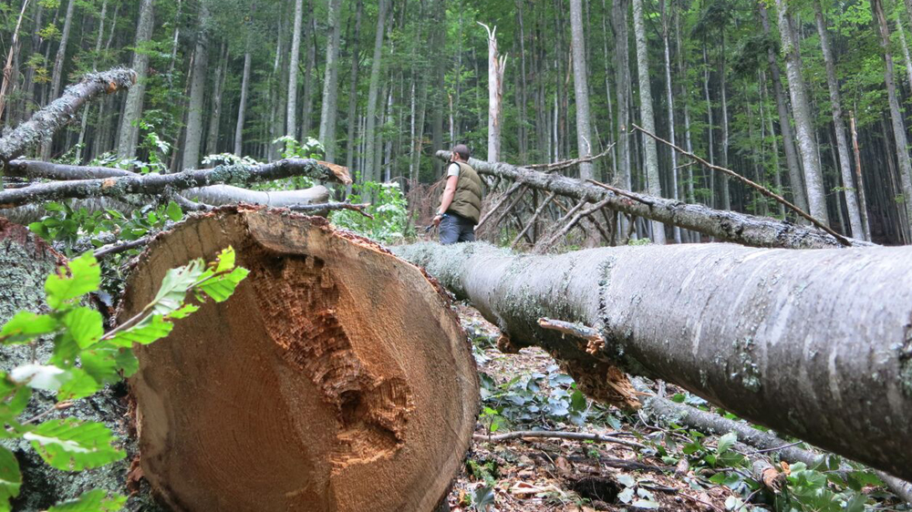 
One of Europe's most beautiful forest areas is disappearing in Romania's Carpathian Mountains. Environmentalist Gabriel Paun believes that some of the logging is illegal [Glenn Ellis / Al Jazeera]
