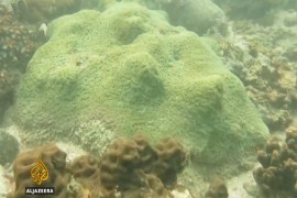 Hong Kong Coral reef [Al Jazeera]