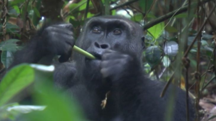 Congo apes