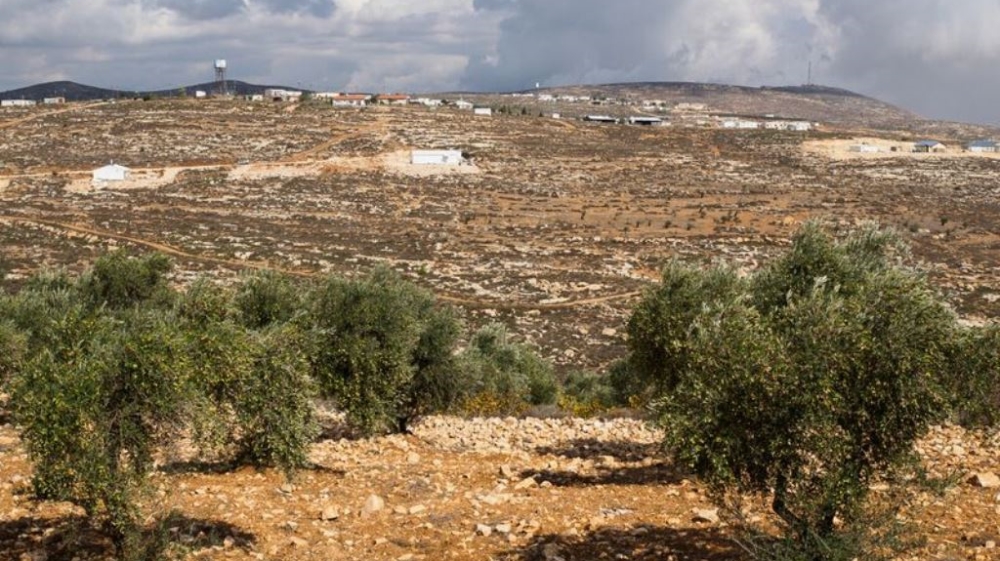 Close to half of the agricultural land in the occupied Palestinian territories is planted with olive trees [Lazar Simeonov/Al Jazeera]