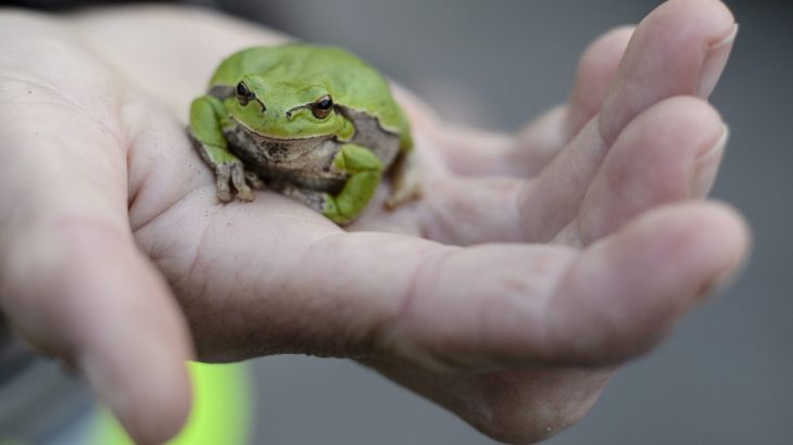 Frog Rescue operation in Hungary