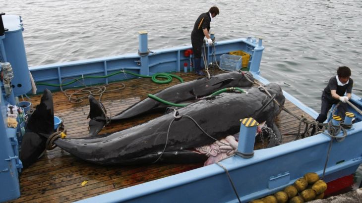 File photo of captured short-finned pilot whales on the deck of a whaling ship at Taiji Port in Japan''s oldest whaling village of Taiji