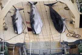 Anti-whaling group Sea Shepherd chases Japanese fleet