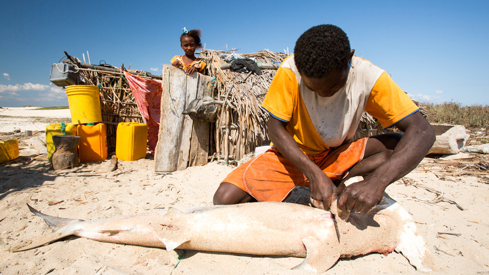 Fishing communities in Madagascar have been historically reliant on sharks for their livelihood [Garth Cripps/Al Jazeera] 