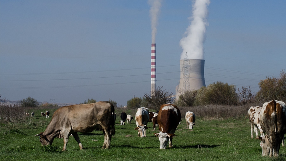 The Kosovo B power plant serves as a backdrop as cows graze a field in a village near Kastriot, home to Kosovo’s two coal-fired power plants [Valerie Plesch/Al Jazeera]