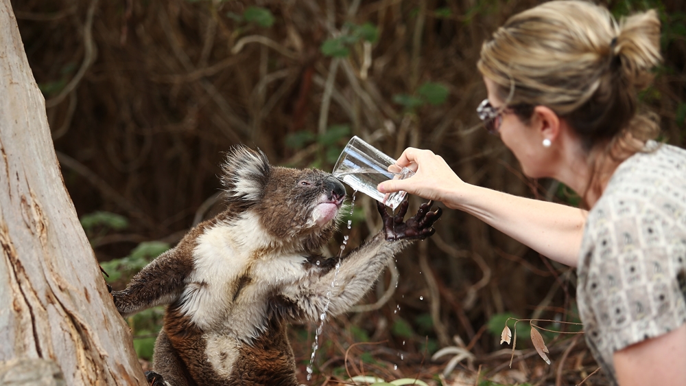 A resident gives a drink to a wild heat-stressed koala in her backyard in Adelaide on Saturday [Getty Images]