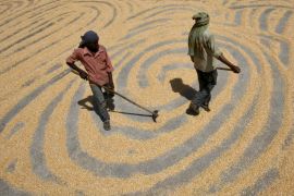 File photos of workers spreading maize crop for drying at a wholesale grain market in the northern Indian city of Chandigarh