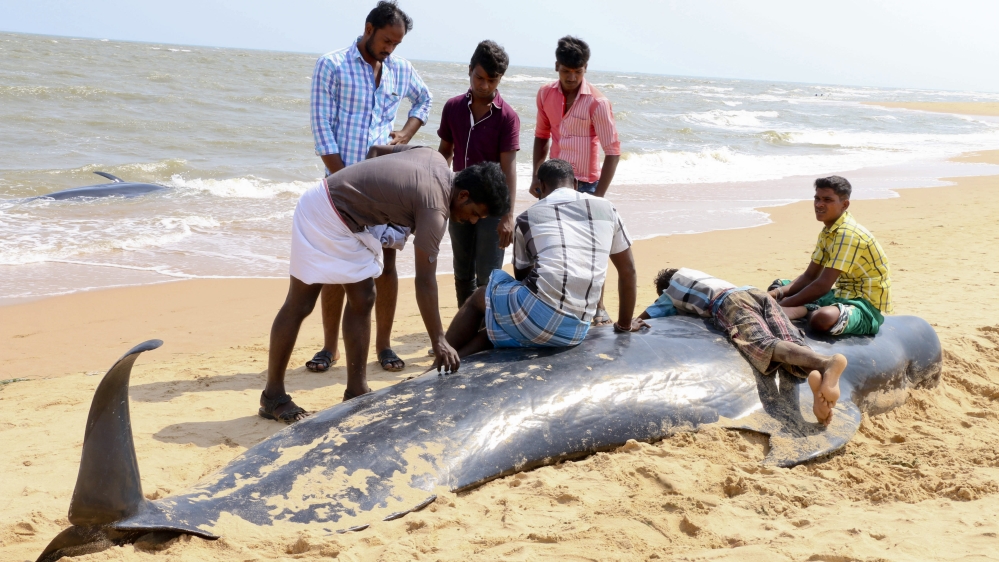 Officials rescued at least 36 of the mammals, with some finding their way back to the beach [Senthil Arumugam/AP]