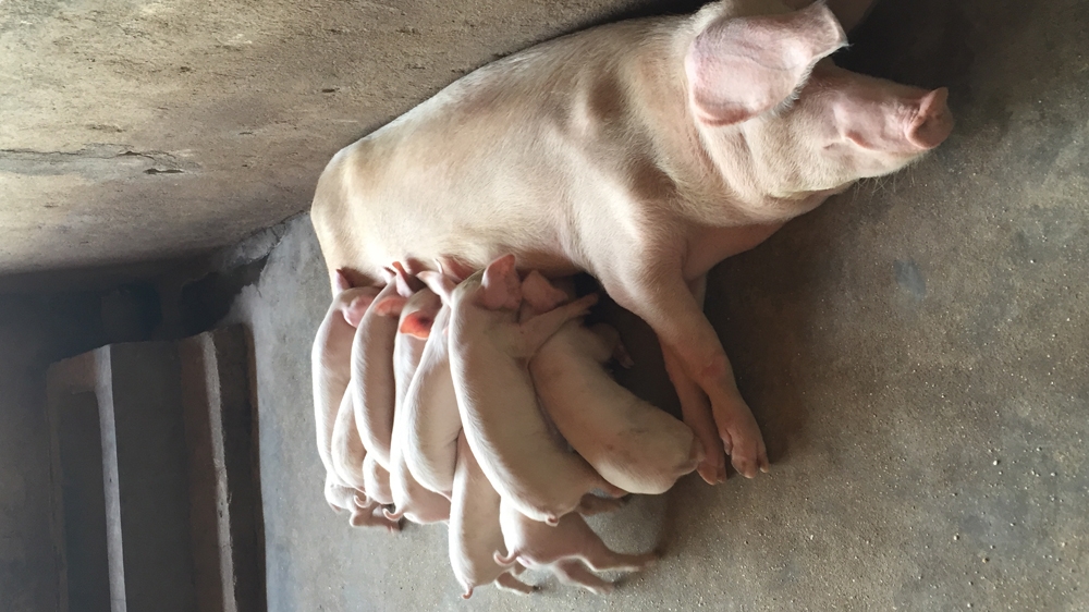 Piglets squeal as they compete for milk [Anna Cavell/Al Jazeera] 